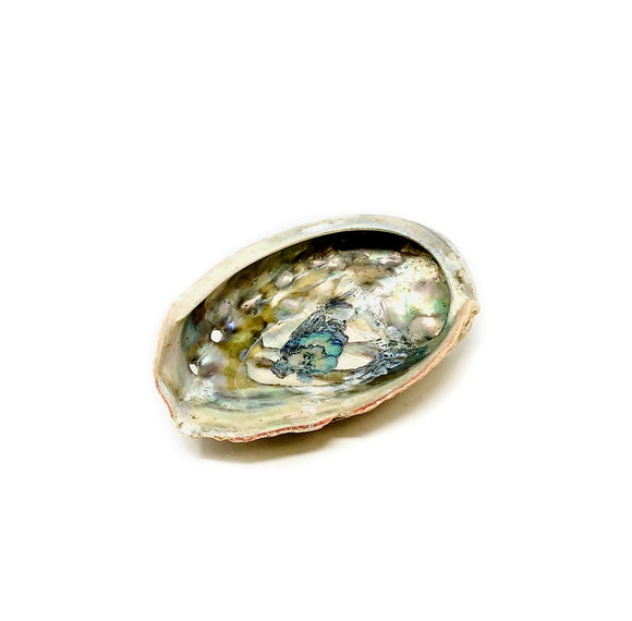 ABALONE SHELL